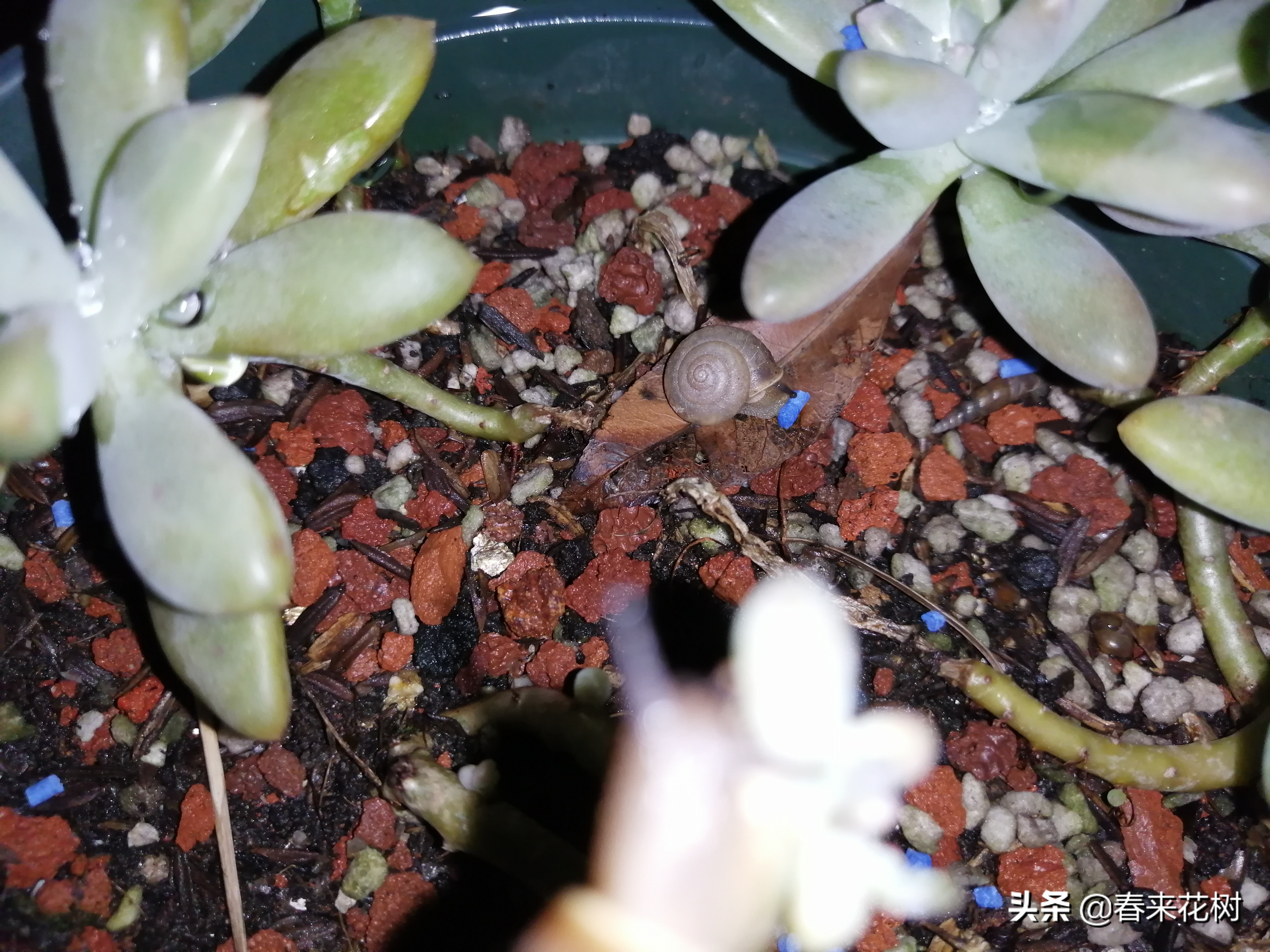 爱养花的坏处,养花防小蜗牛的方法有哪些