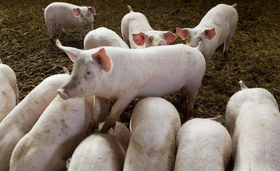 自己家的生猪怎么处理,养猪场的猪是如何处理的