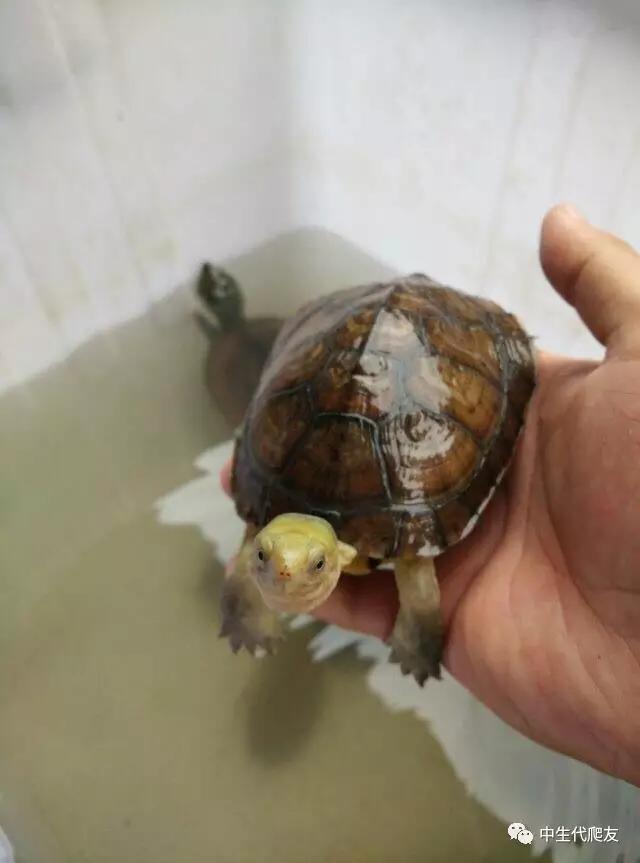 白色环境和黑色环境养出来的龟,古法养龟环境布置