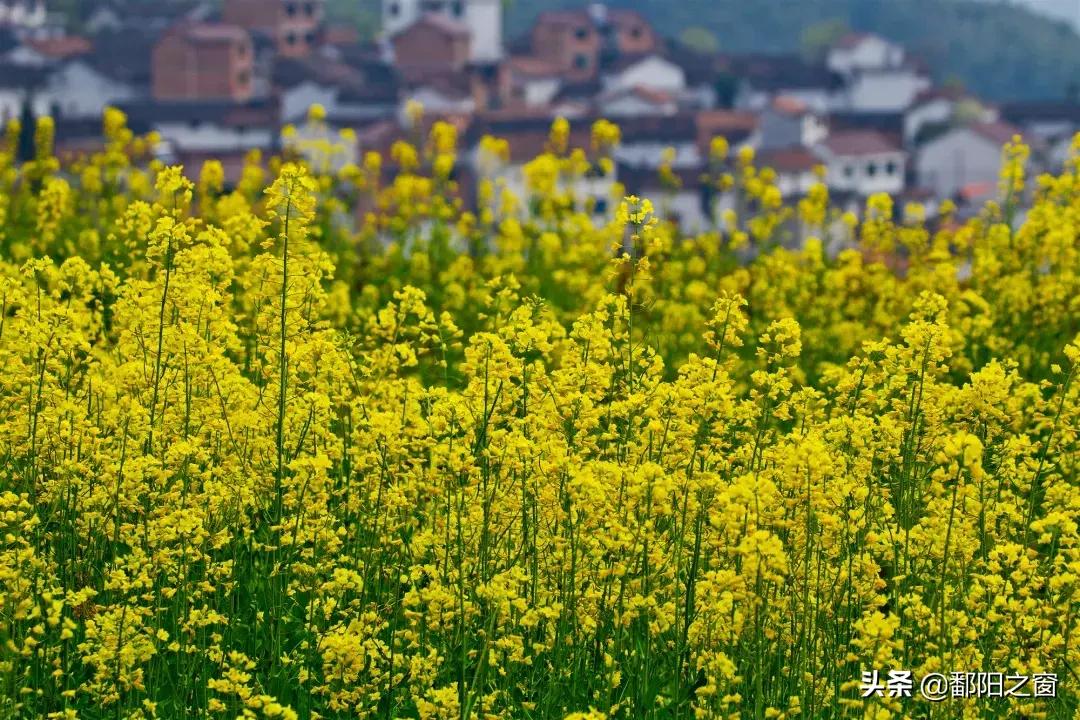 九峰山“春色”撩人丨不给你点颜色看看，你都不知道这里有多美！