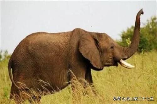 平头哥是不是世界上最凶猛的动物,世界十大凶猛动物平头哥
