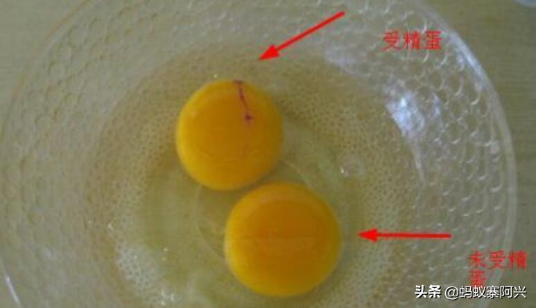 母鸡为啥可以无卵生蛋,母鸡可以不需要公鸡授精吗