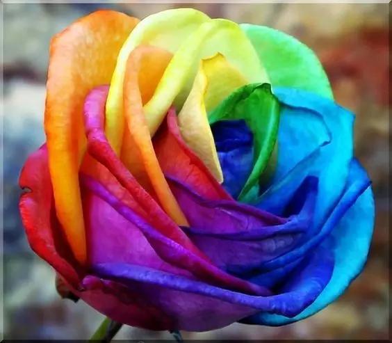 有颜色的玫瑰是怎么做出来的,白玫瑰怎么做七彩玫瑰