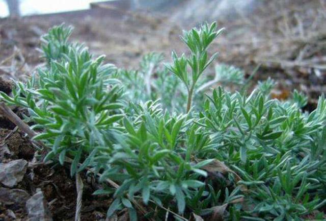 美发属于美妆还是时尚,美发的起源与历史