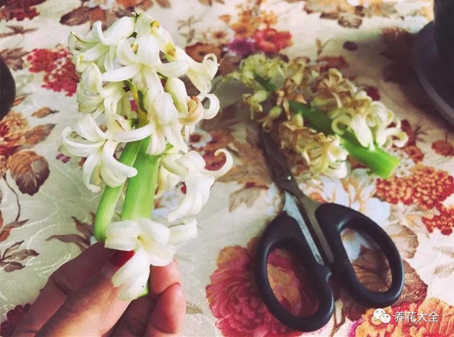 风信子开完花剪掉还会开吗,风信子开完花还可以活吗