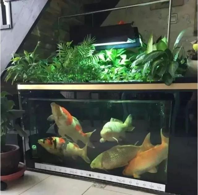 小鱼缸都适合养什么,小鱼缸都适合养啥