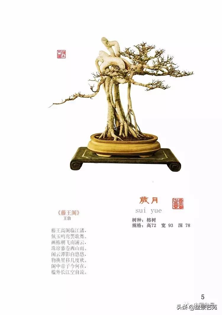 陈文图榕树欣赏,陈文图盆景