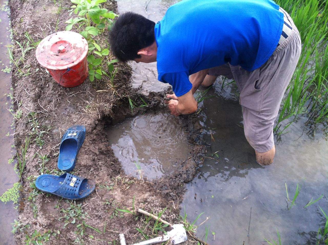 钓黄鳝出洞技巧,黄鳝钓黄鳝怎么钓