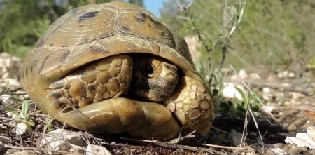 刚刚入手的龟怎么处理,买乌龟买到病龟怎么办