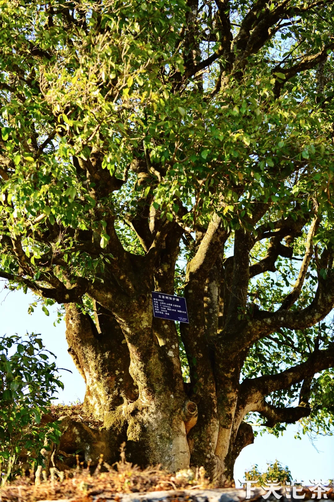 茶经为什么没有普洱茶史料,云南茶和其他省份茶区别