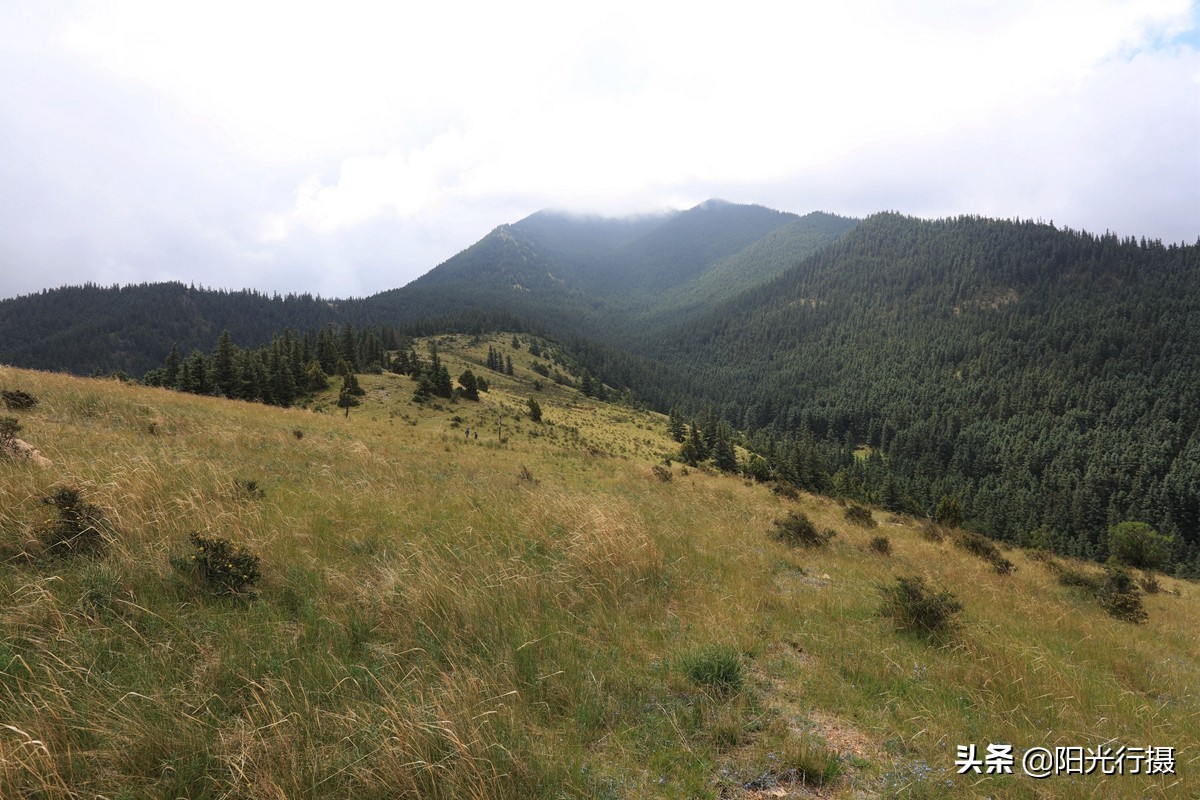 静谧森林和沙漠交界处,静谧森林红色石头