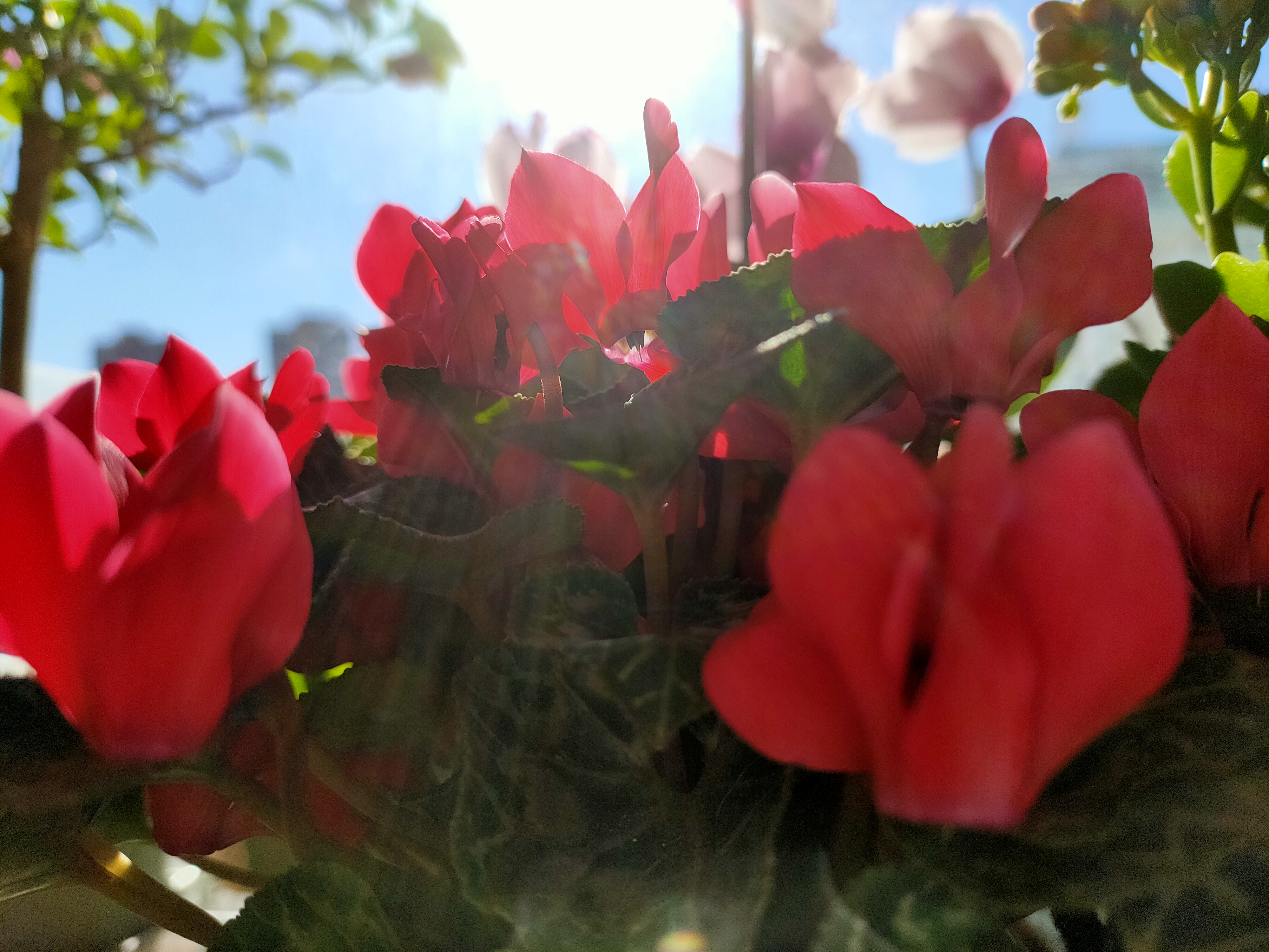 天热什么时候给花浇水好,为什么低温时少给花浇水