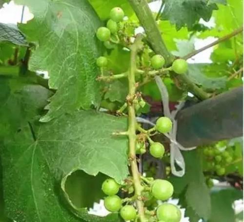 葡萄落花落果严重有好办法吗,怎样防治葡萄落花落果