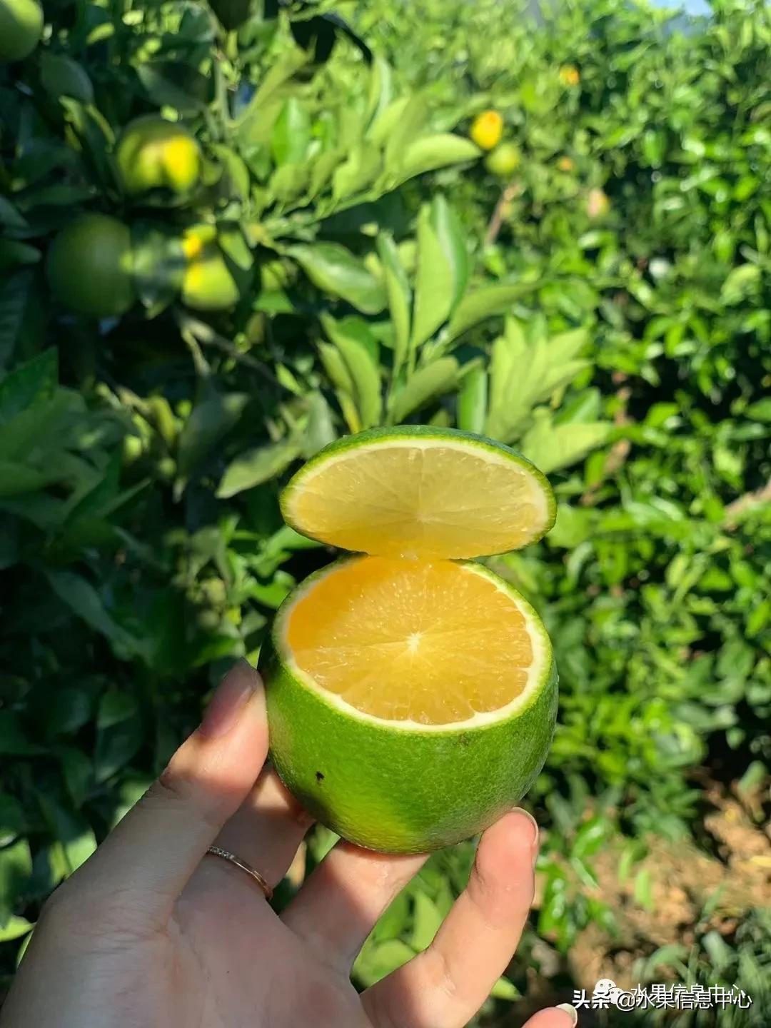 最好的橙子产地在哪里,中国橙子产地排名