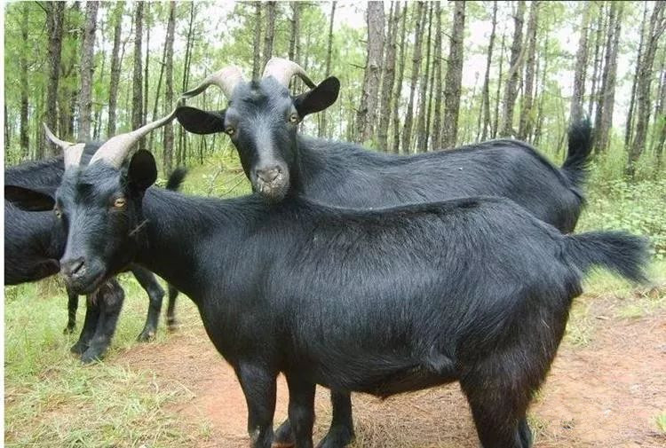 海南特色美食万宁,海南万宁的特产