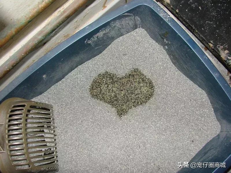 宠物粪便属于什么垃圾,垃圾分类猫砂粪便怎么归类