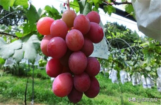 红提温室葡萄栽培技术视频,平架红提葡萄栽培技术