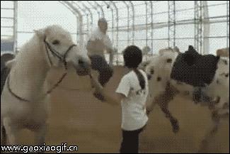 如何纠正马踢人,怎么防止马踢人