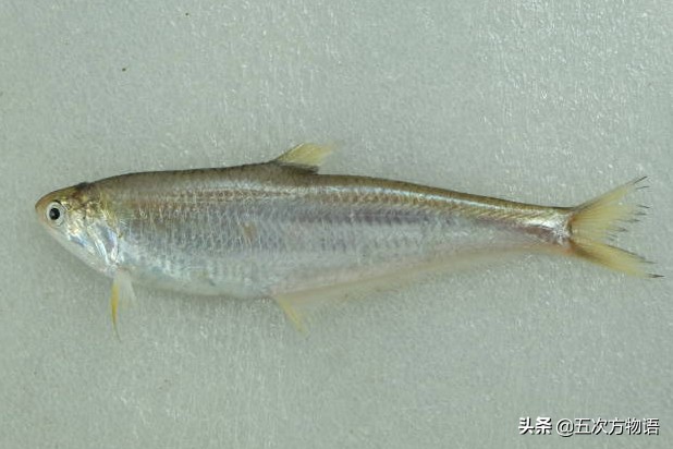 青岛常见的海鱼,海洋鱼类种类大全及图片