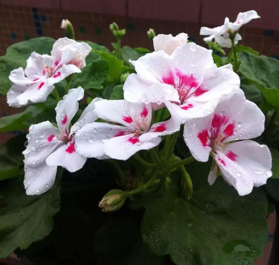 10种天竺葵,天竺葵100种图片大全