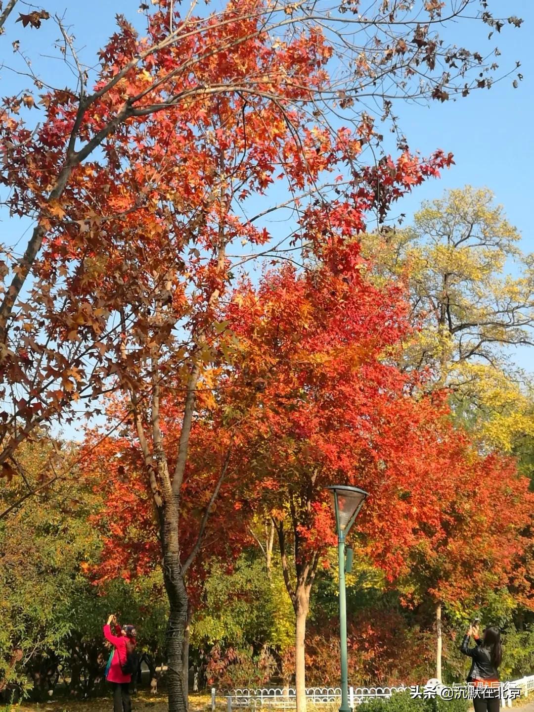 北京之秋的感受,最美的北京之秋