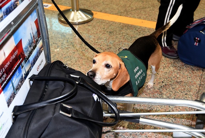 为什么试验犬用比格,检疫犬为什么寿命短