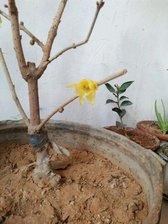 腊梅始盛开暗香扑面来,盆栽腊梅的禁忌