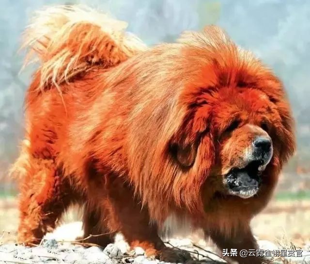 宠物猛犬藏獒,10大恶犬排名3吨巨型藏獒