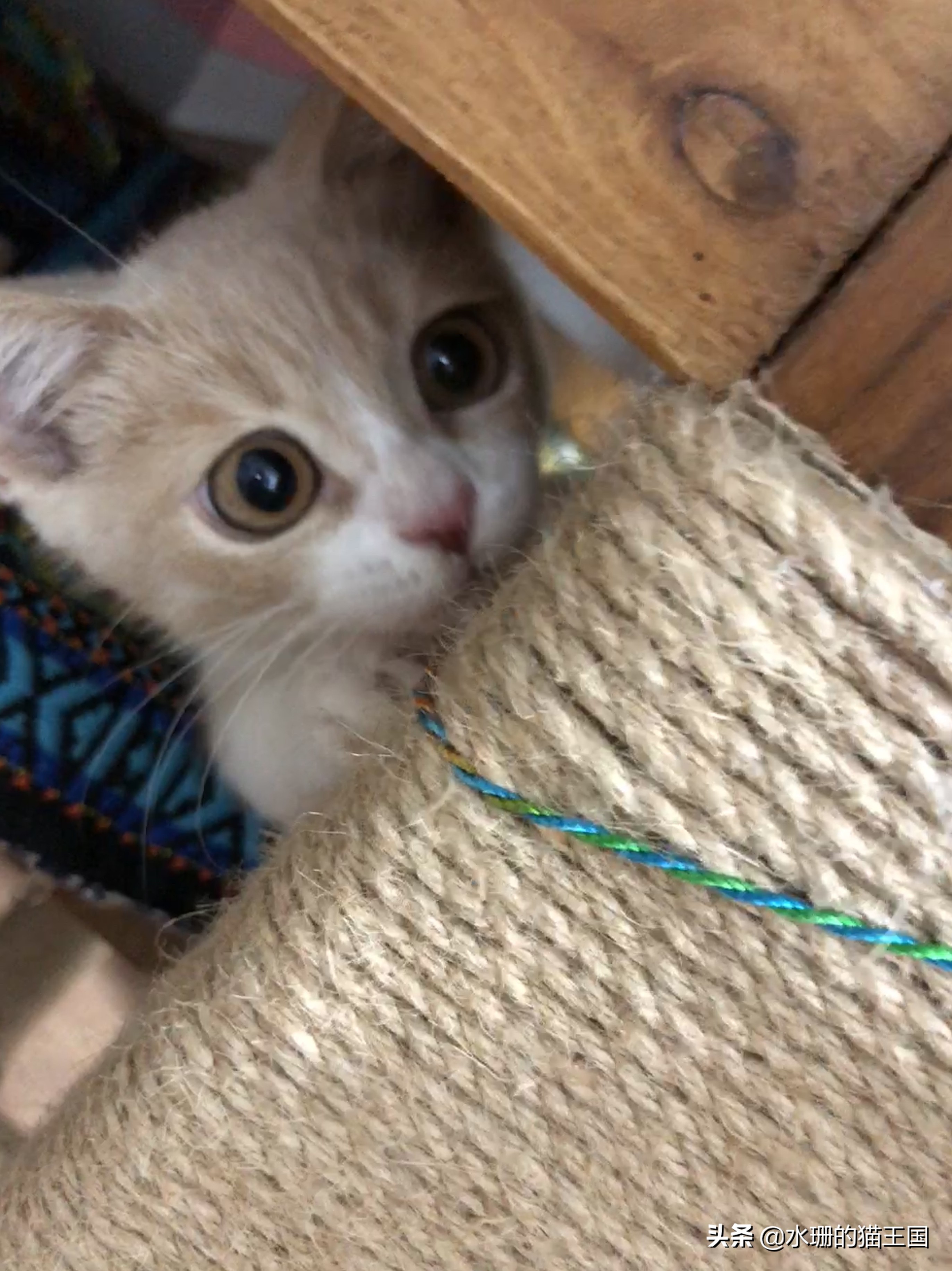 没有不磨爪爪的猫，可猫咪到处乱挠怎么破？看我家猫咪磨爪训练！