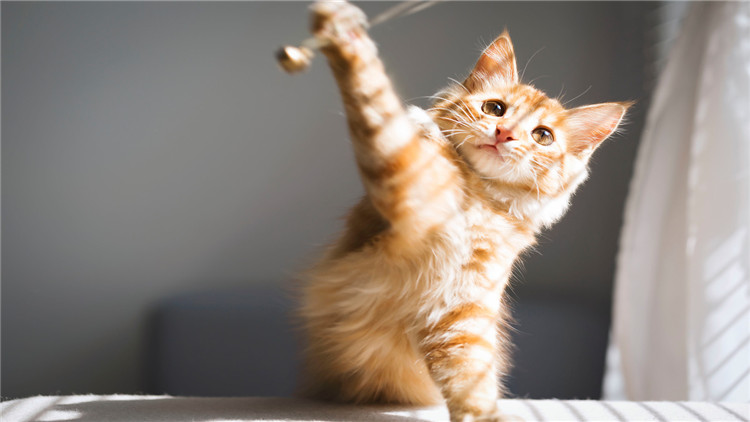 猫咪拉完屎屁股很臭怎么办,3秒除臭除菌猫咪