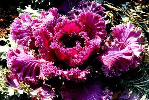 绿色像菜一样的花,像菜一样的花