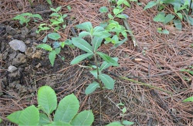 轮叶沙参日晒法,轮叶沙参成分配方第一名