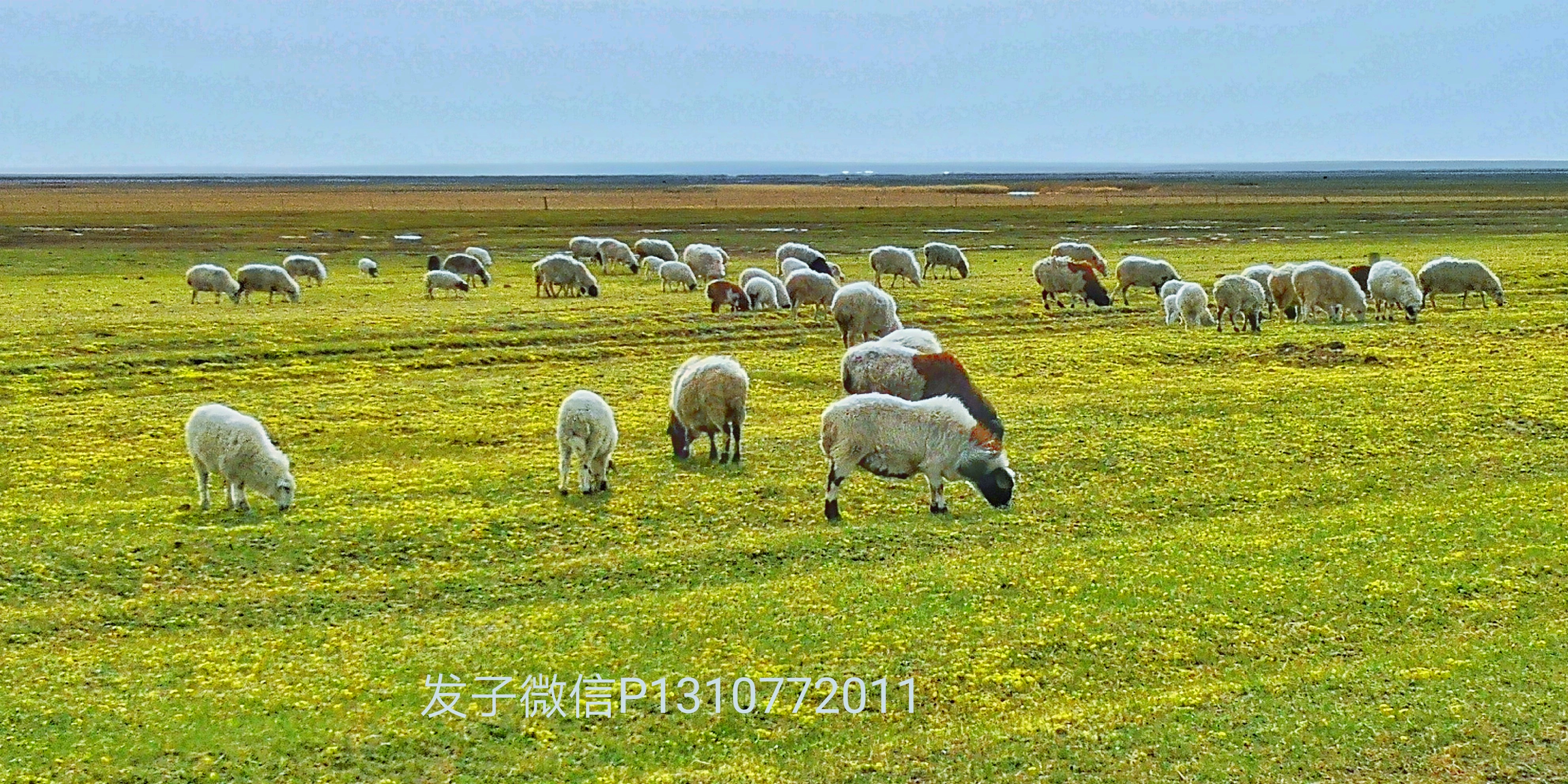 暑期亲子旅游推荐呼伦贝尔大草原,带孩子呼伦贝尔大草原自驾游