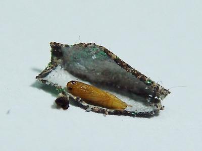 衣柜里面有褐色的小虫子怎么办,衣柜长小虫子是什么原因