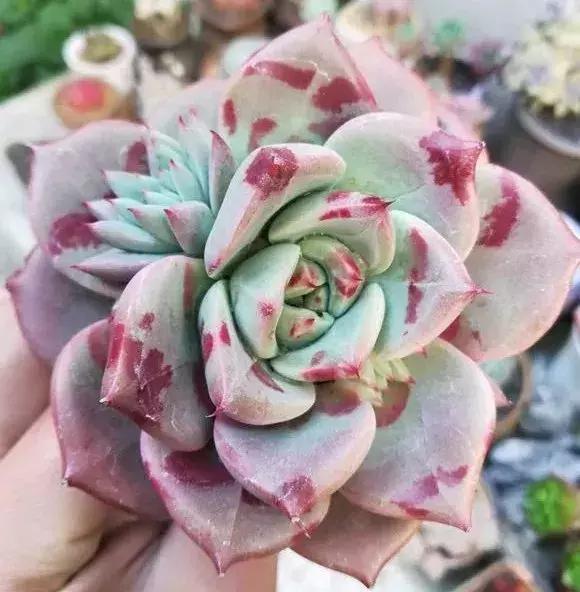 圣路易斯多肉,多肉植物科普课件图片