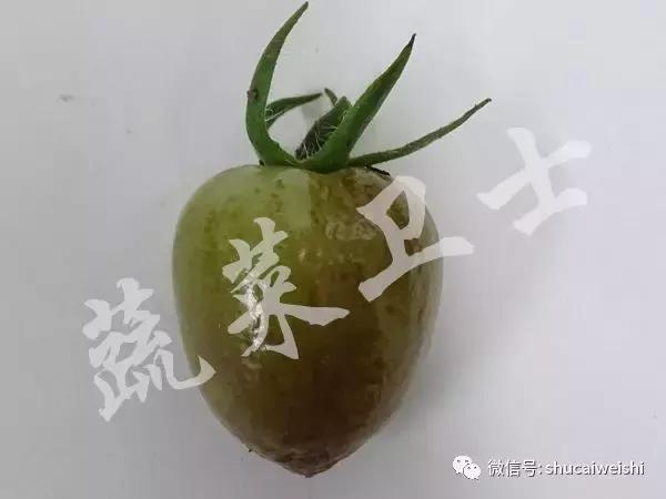 番茄花脸用啥治疗最快,番茄花脸果怎么形成的