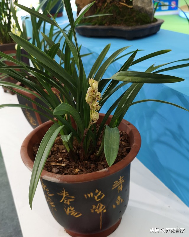 10大兰花品种你见过几个,兰花最好的十大品种