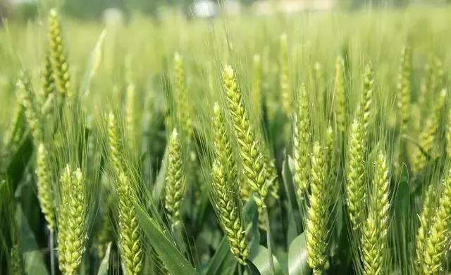 磷酸二氢钾假货是肥效不够吗,什么样的磷酸二氢钾是真的