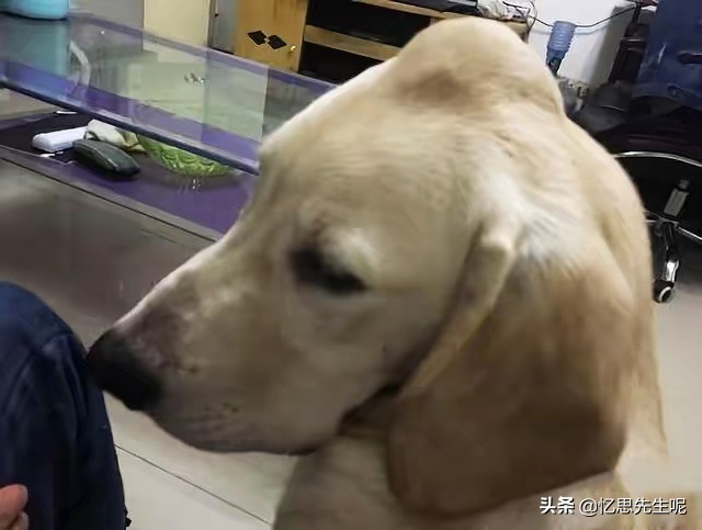 狗子头顶长碗大的包,担心肿瘤癌变去医院,兽医一句话让众人喷饭