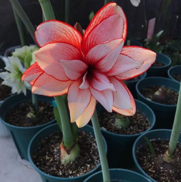 养朱顶红什么时候能用骨粉,养朱顶红能用纯营养土吗