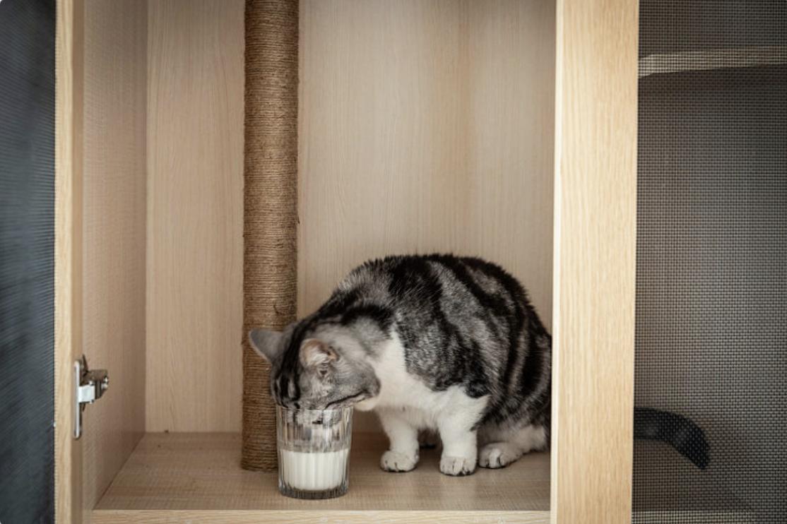 年轻人一人一猫的独居生活,一屋一人一猫的生活视频