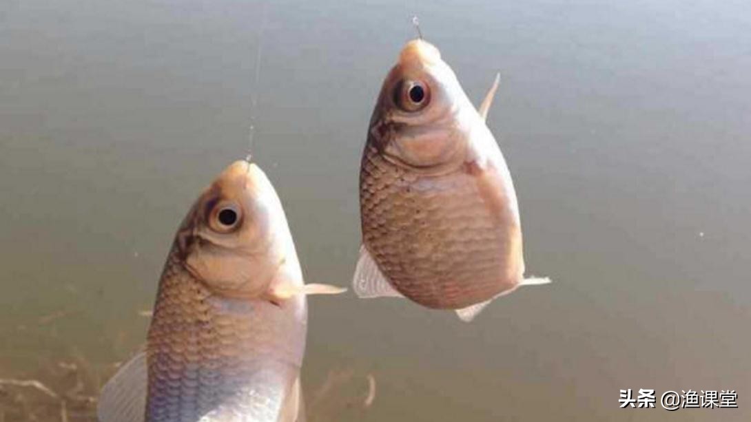 夏天钓鲫鱼，钓着钓着鱼全都上浮了咋办？2招让你找回连杆的感觉