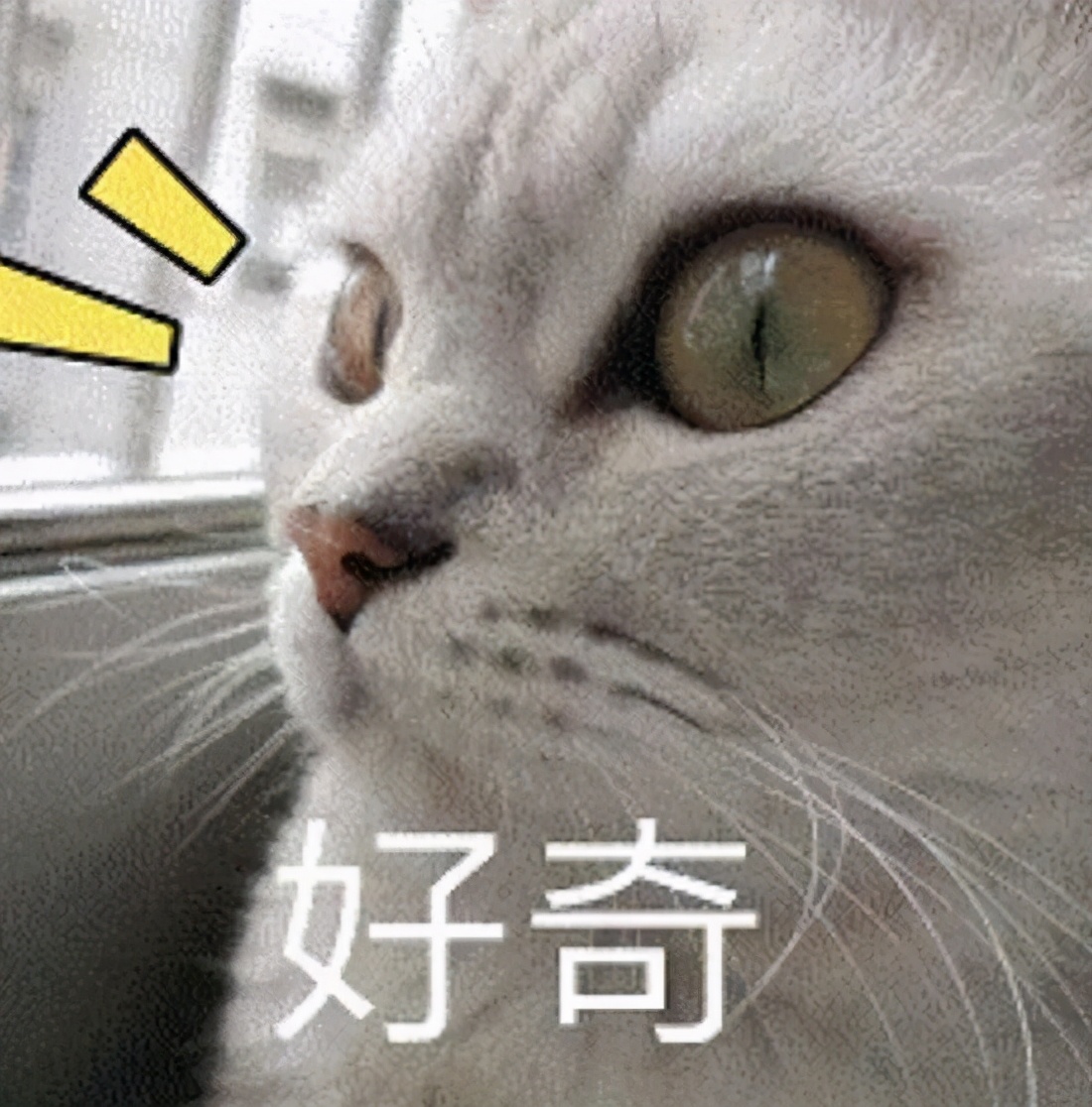 未来两年销售额要实现80亿，扩增门店至2500家！肇庆这家企业底气何在？