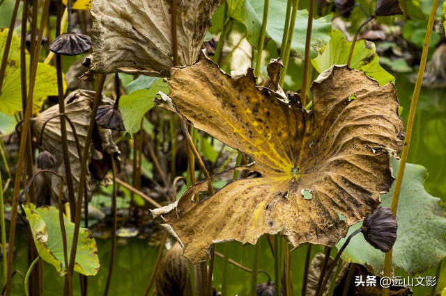 索尼黑卡二怎么拍,索尼黑卡2大光圈拍视频
