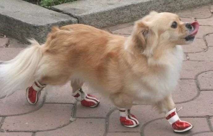 狗狗天气热生病怎么办呢,狗狗热了怎么办