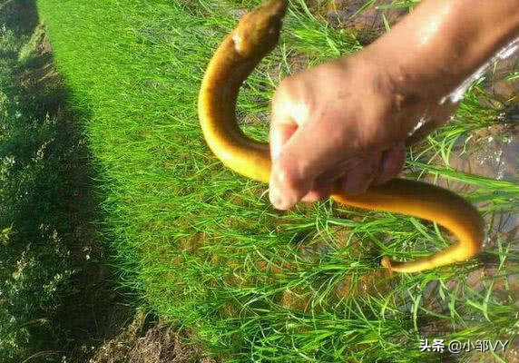 钓黄鳝老是脱钩什么原因,怎样钓黄鳝上钩快且不会脱钩