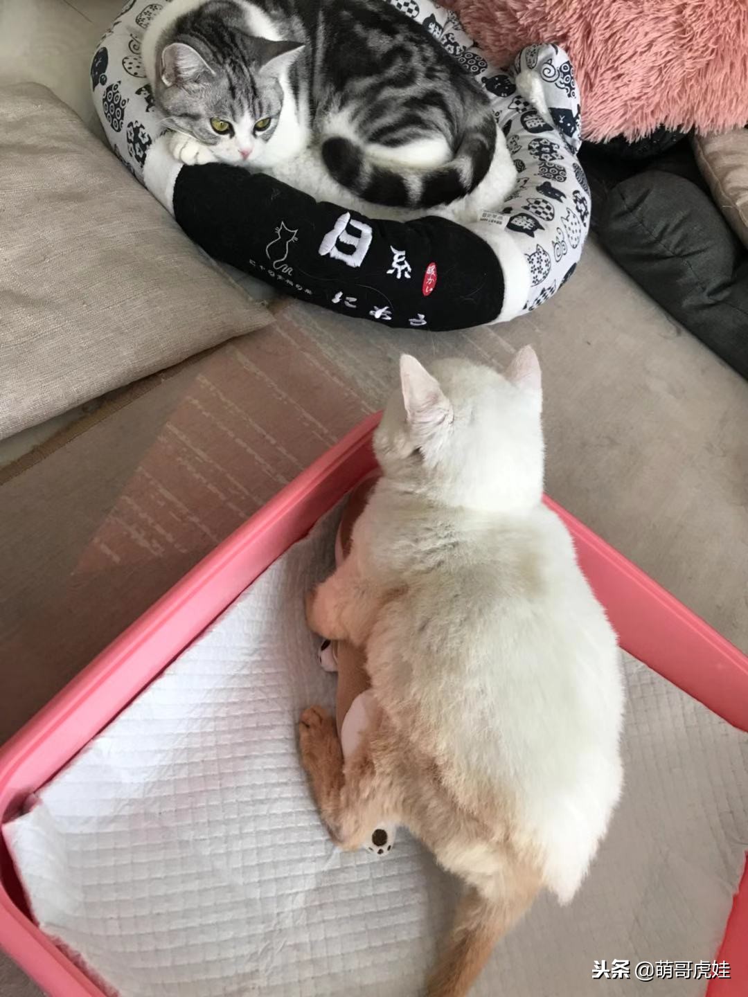 猫咪后肢瘫痪训练方法,给后腿瘫痪的小猫做康复训练