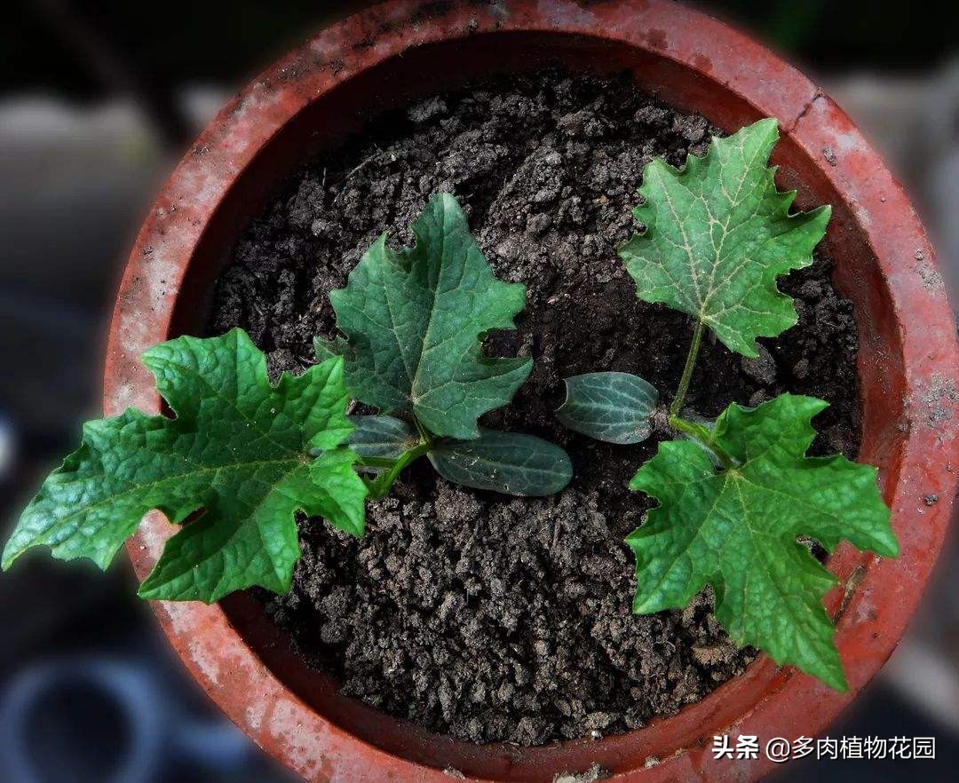 养花土壤板结用什么方法,养花怎么使土壤不板结更肥沃