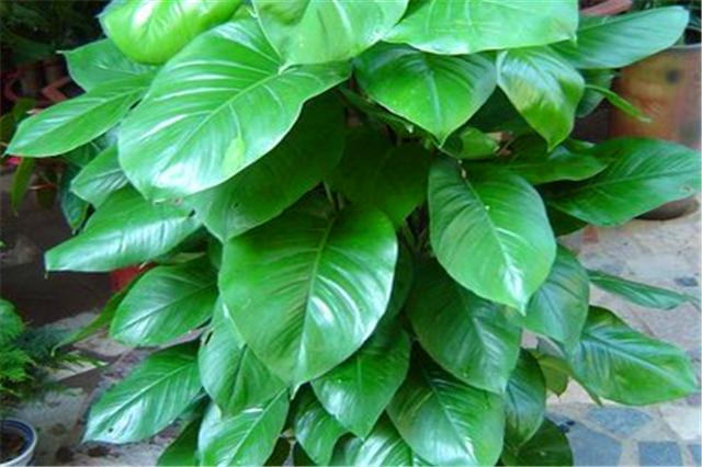 土培绿萝烂根可以直接浇多菌灵吗,绿萝这样养超级简单叶不黄根不烂