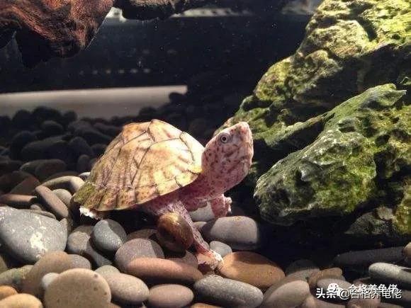 龟脖子咬伤用什么药,龟尾巴被咬伤了怎么处理